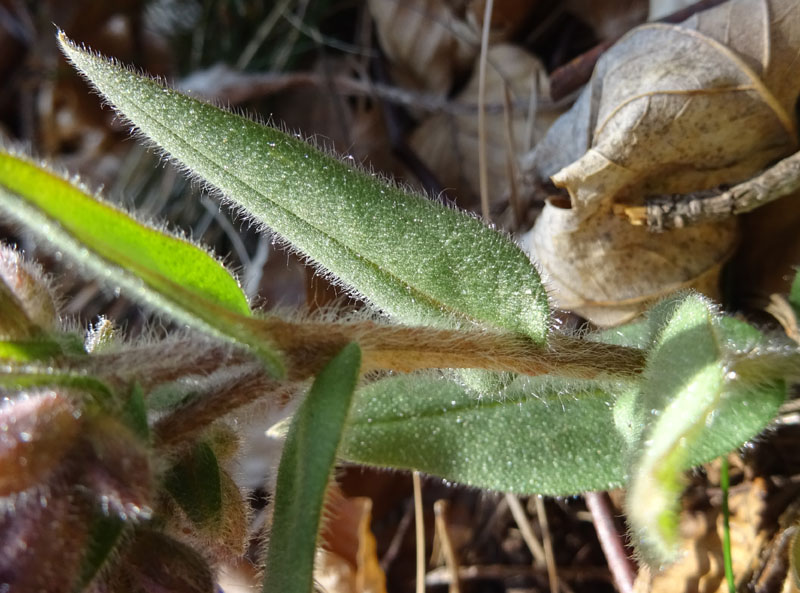 Pulmonaria angustifolia agg.